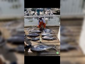 Hudson Fishing Charters
