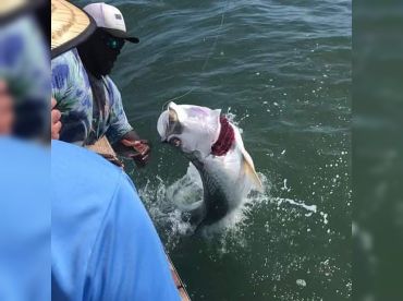 Beat The Oddz Charters LLC thumbnail