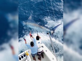 Massive blue marlin we released in 2020