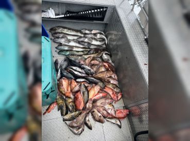 Reel-lentless Sportfishing – Bodega