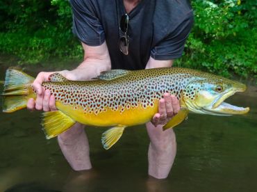 Ellis Ward Guide Service