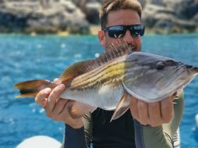 white grouper