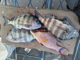 Sheepshead and hogfish
