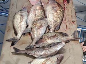 Key west grunt! Meat haul! Tacos for days