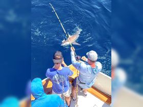 Sandbar shark caught while bottom fishing