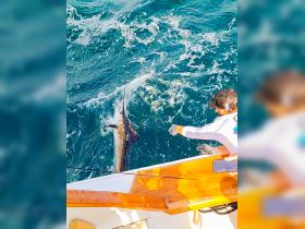 A Sailfish we hooked while trolling for Mackerel