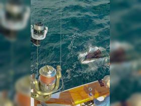 Sailfish caught while trolling for Mackerel