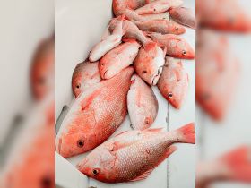 Red Snapper and Mingo/Vermilion Snapper