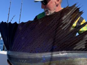 Spring sailfish bite
