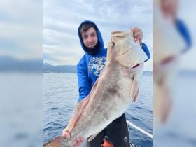 White grouper