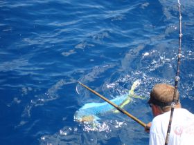Incoming Mahi Mahi