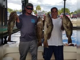 GROUPER CRYSTAL RIVER
