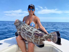 48lb Black Grouper 