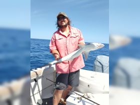 Atlantic Sharpnose shark