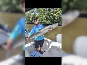 Big king mackerel