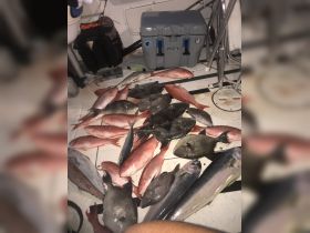 Huge vermillion snapper, mahi mahi, triggerfish