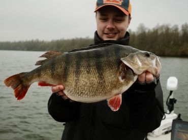 Perch / Zander fishing in the Netherlands