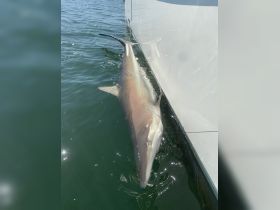 Spinner shark (6 caught in 1 hr)