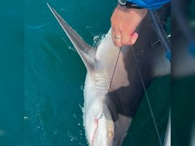 Sandbar shark tagged and released