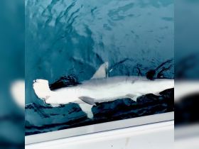 Smooth hammerhead caught and released