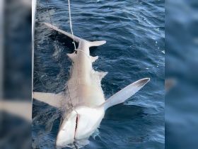Sandbar shark tagged and released
