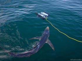 A blue shark inspecting our ROV