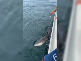 Great white shark tagged and released