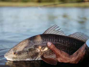 Ace Outdoors Charleston thumbnail