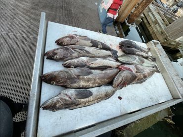 Nice lingcod haul!