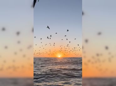 Chawin Fishing Sayulita & Ocean Sports thumbnail