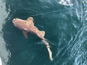 Charter Image