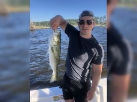 Neuse River Striper