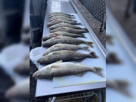 Detroit River spring walleye jigging 