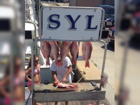 Red Snapper 