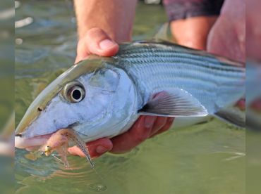 Fair Winds Fishing Charters