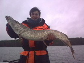 A nice Pike from Lake Mälaren close to Stockholm