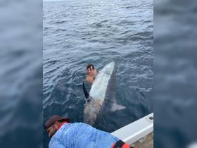 400lb Black Marlin