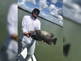big teipletail on a live shrimp