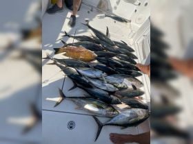 We hit a baitball of Yellow fin Tuna