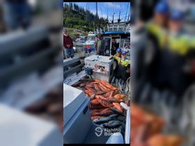 Halibut combo trip