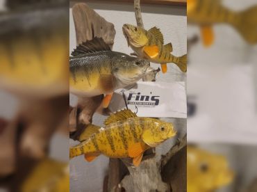 The Fins Charter Services