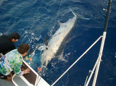 All The Gear No Idea Sportfishing