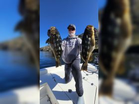 A Regular Client Hammering Calico Bass