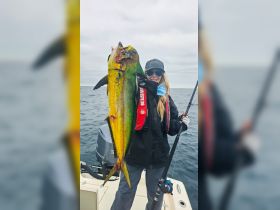 Dorado swim into our water July through September