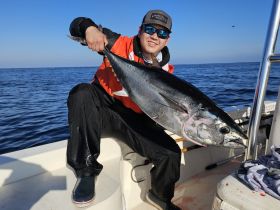 Bluefin Tuna range in size from 50-250lbs