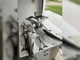 Mixed bag of Spring Kings 