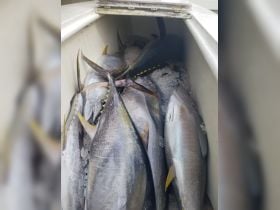 We catch em you cook em!