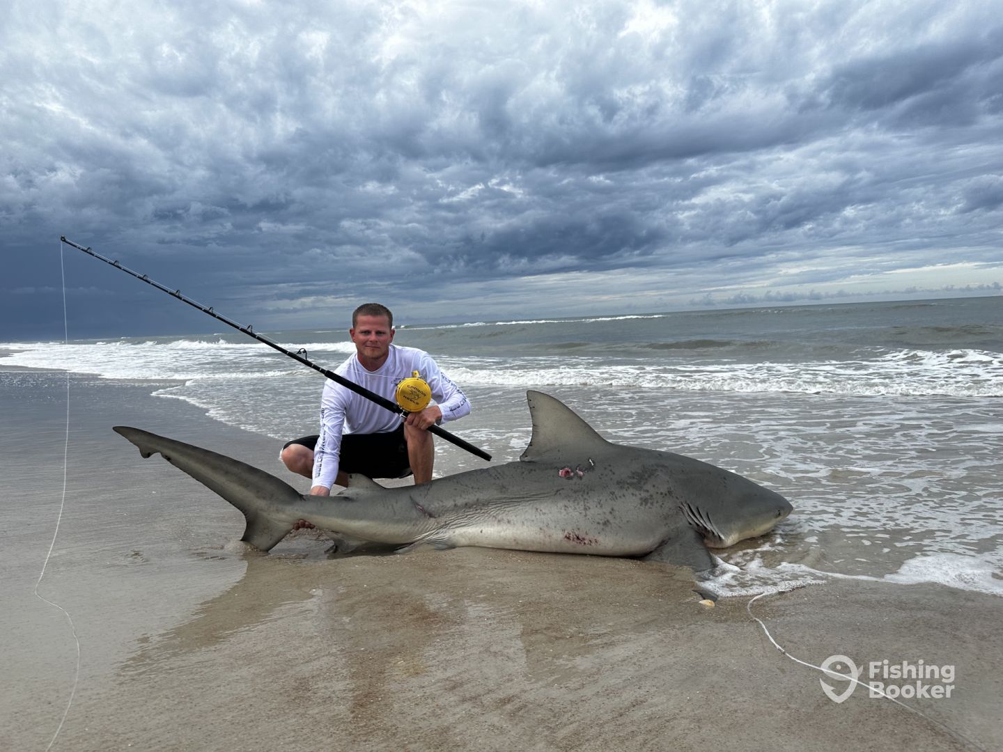 Shark price top