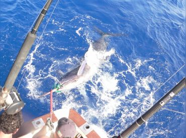 Aquasares Offshore Fishing Charters thumbnail