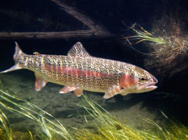River Angler